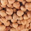 organic certified hazelnut high quality